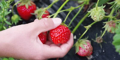 Best U-Pick Farms Metro Detroit